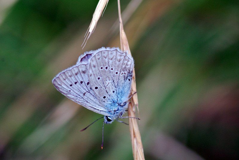 polyommatus ascheri?